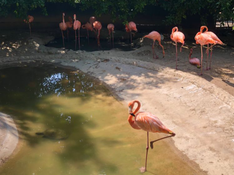 El Zoológico de Barranquilla. Colombia