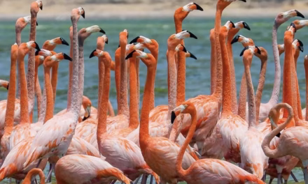 Flamencos pintan de rosado a La Guajira colombiana