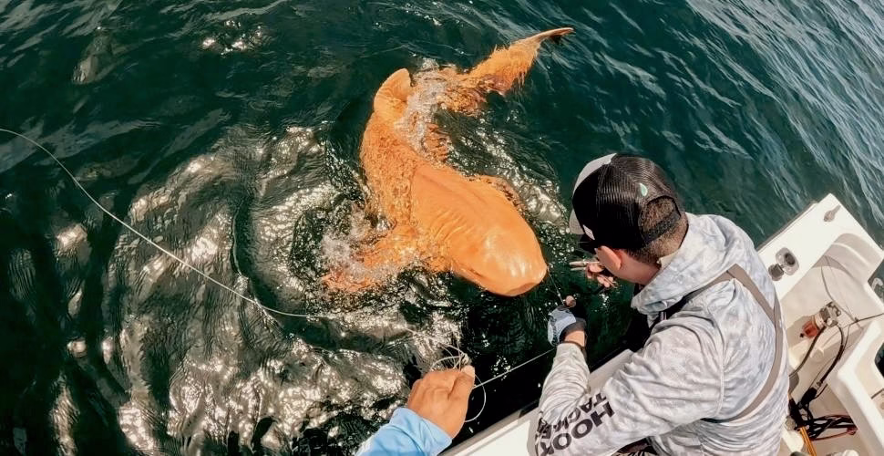 Tiburón nodriza naranja, siendo avistado por pescadores en la Costa de Parismina