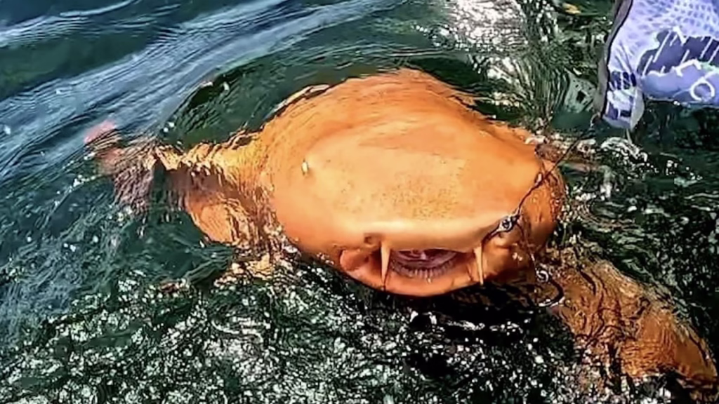 Tiburón nodriza naranja, es fotografiado en la Costa de Parismina