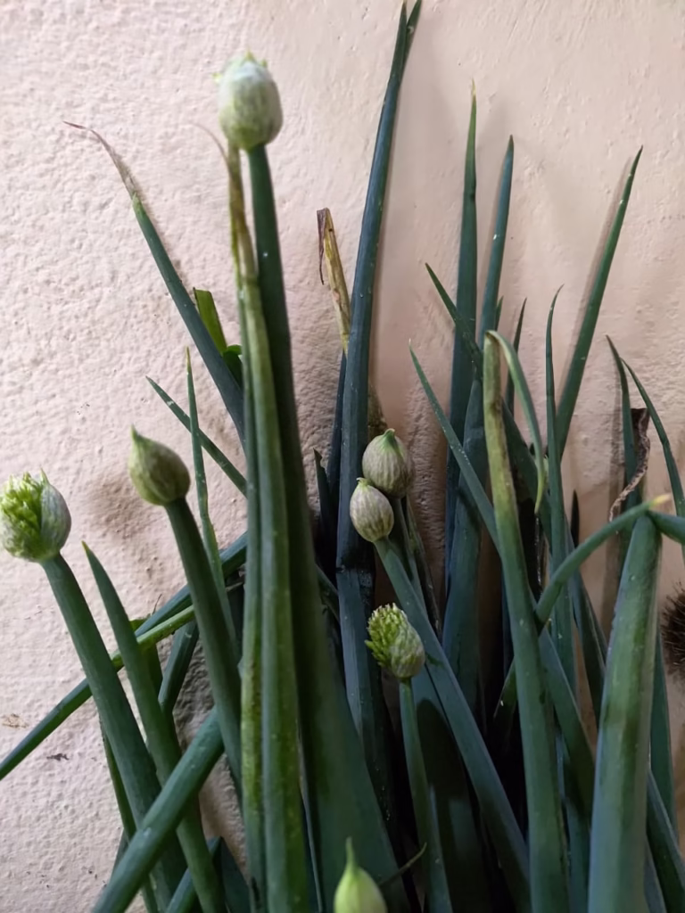 Trujillo en Semana Santa